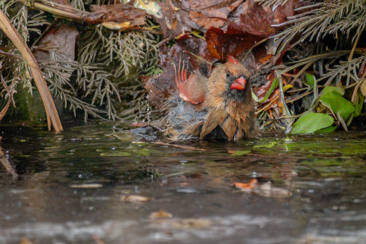 Northern Cardinal - ML645959766