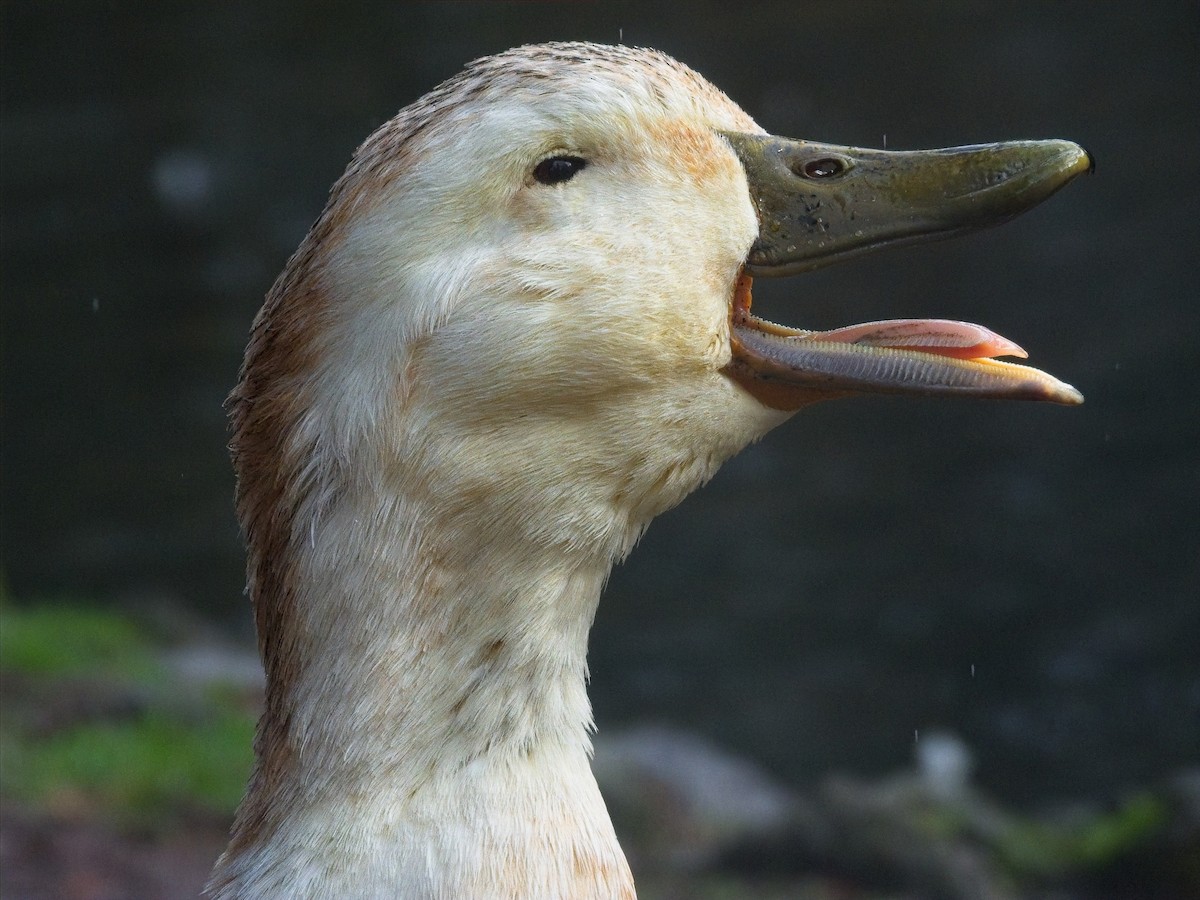 Mallard (Domestic type) - ML645959767