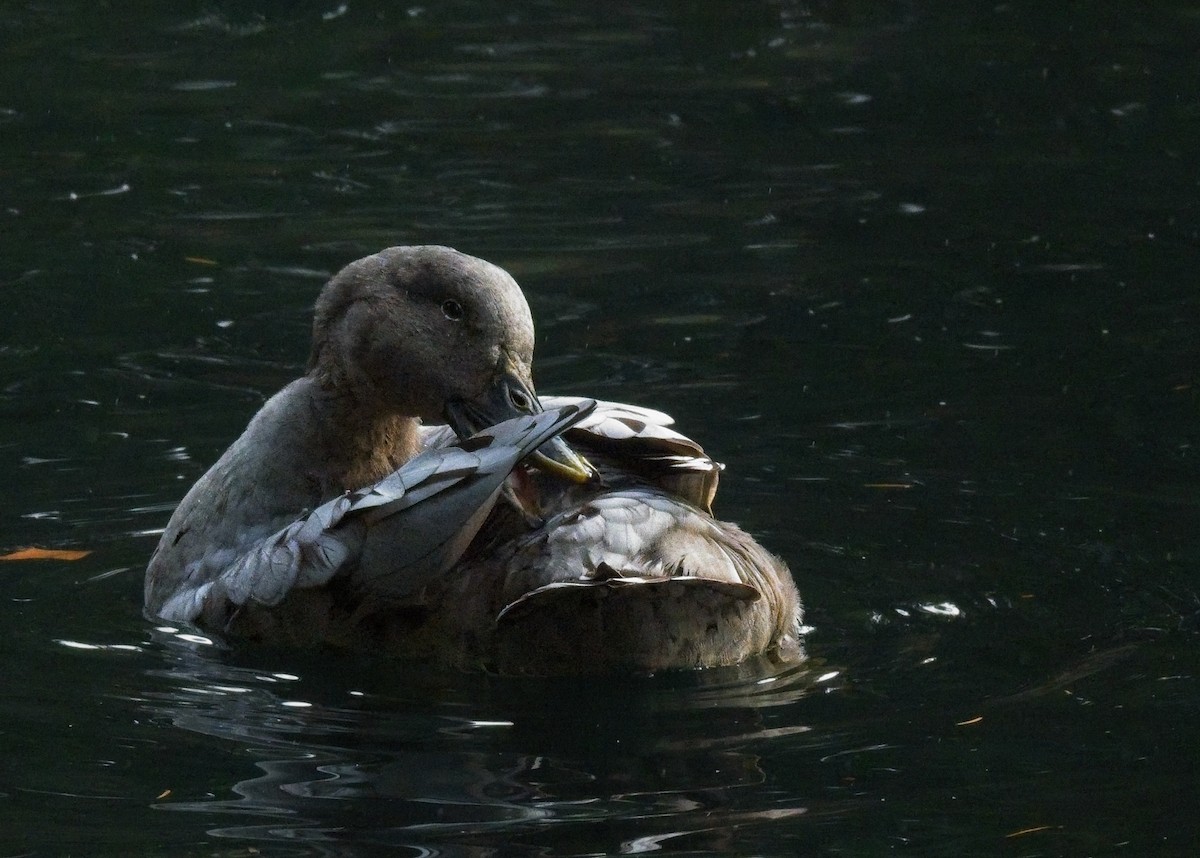 Mallard (Domestic type) - ML645959768