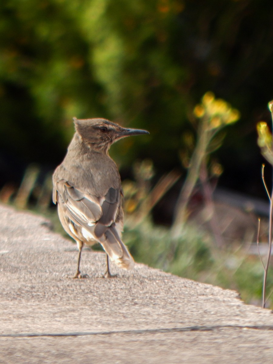 Black-billed Shrike-Tyrant - ML645959784