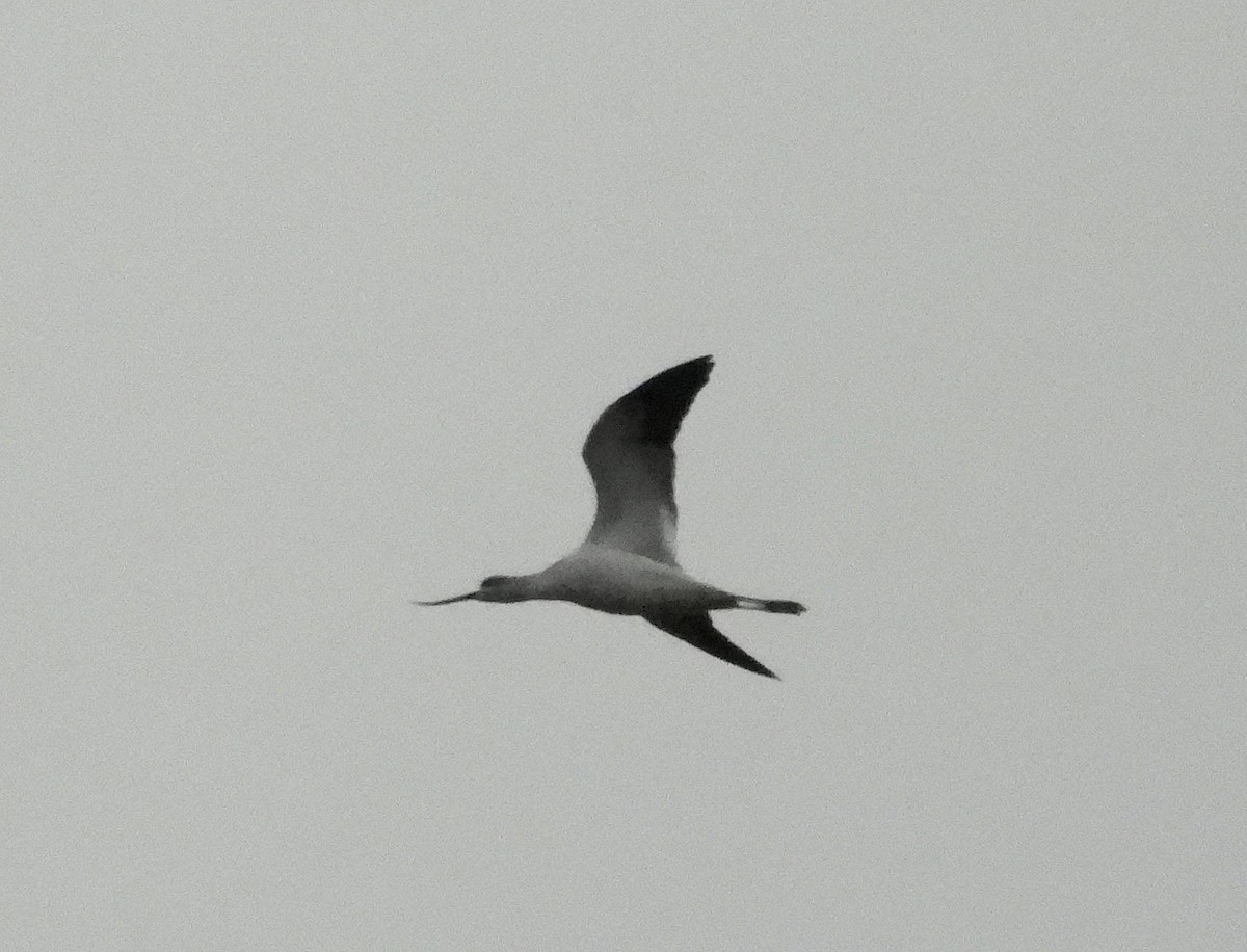 tenkozobec americký - ML645959785