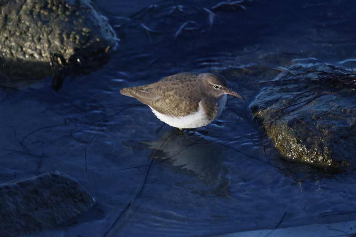 Spotted Sandpiper - ML645959789