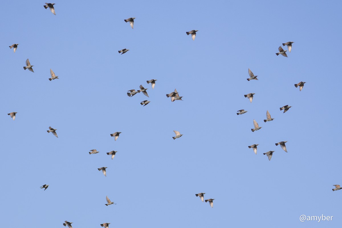 European Starling - ML645959791