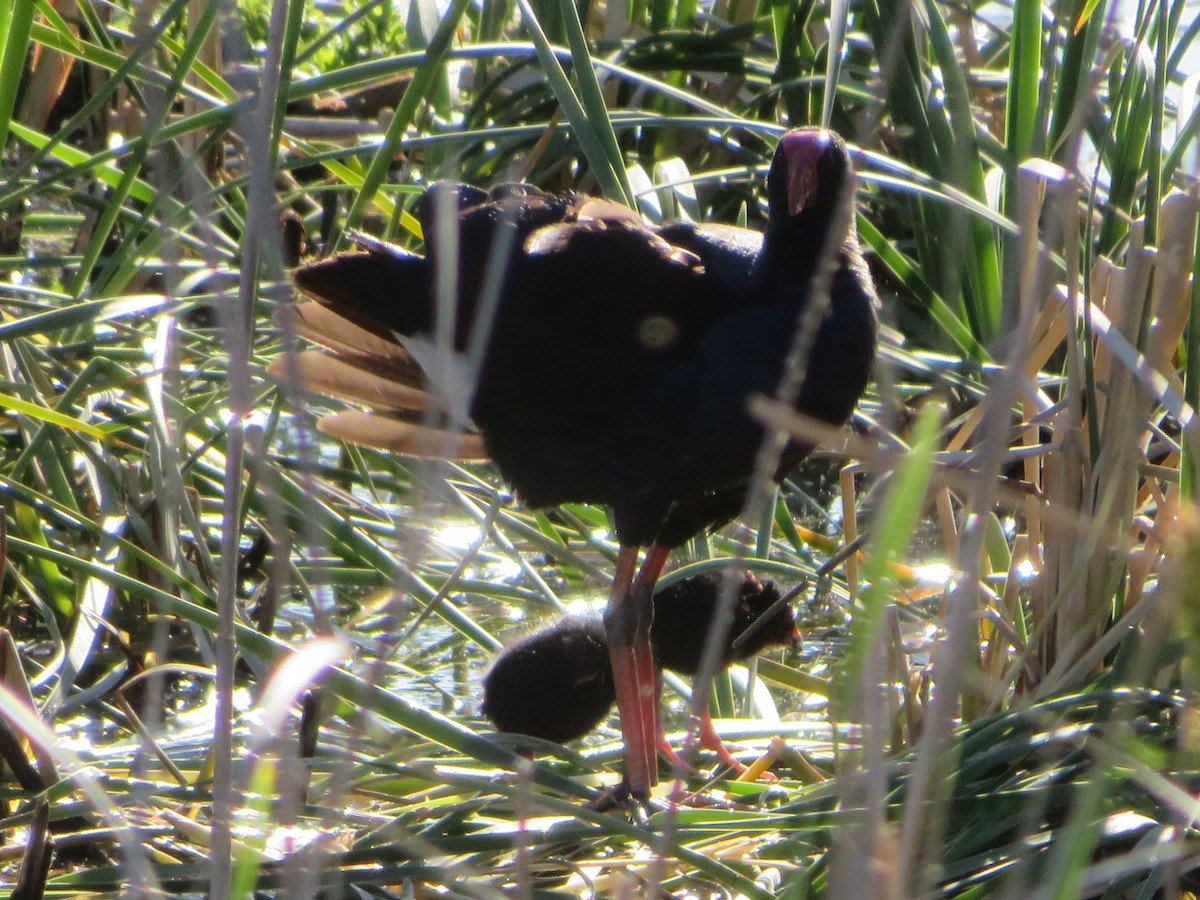 Australasian Swamphen - ML645959793