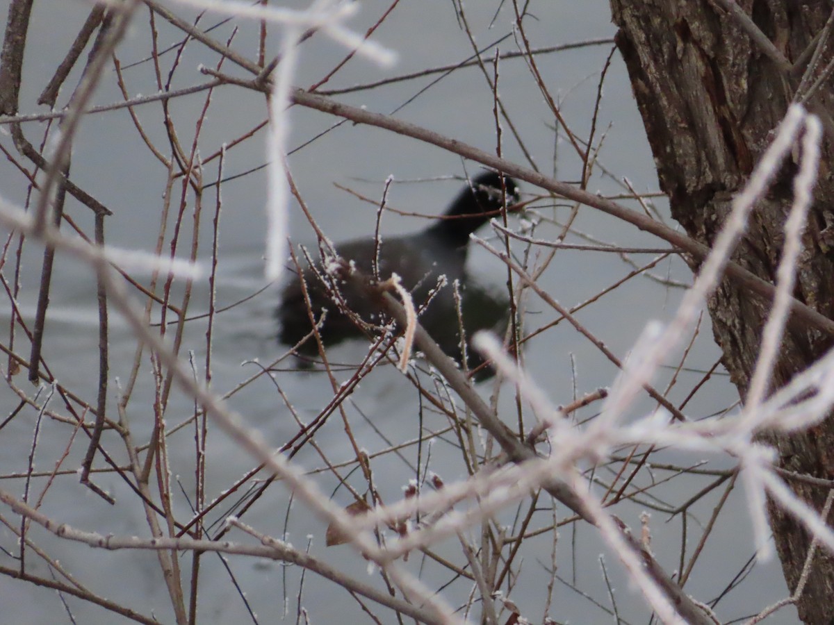 American Coot - ML645959795