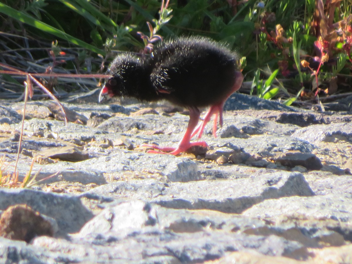 Australasian Swamphen - ML645959796