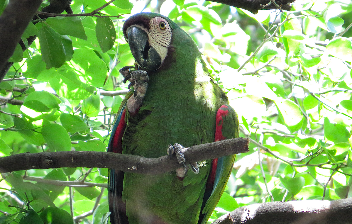 Chestnut-fronted Macaw - ML645959797