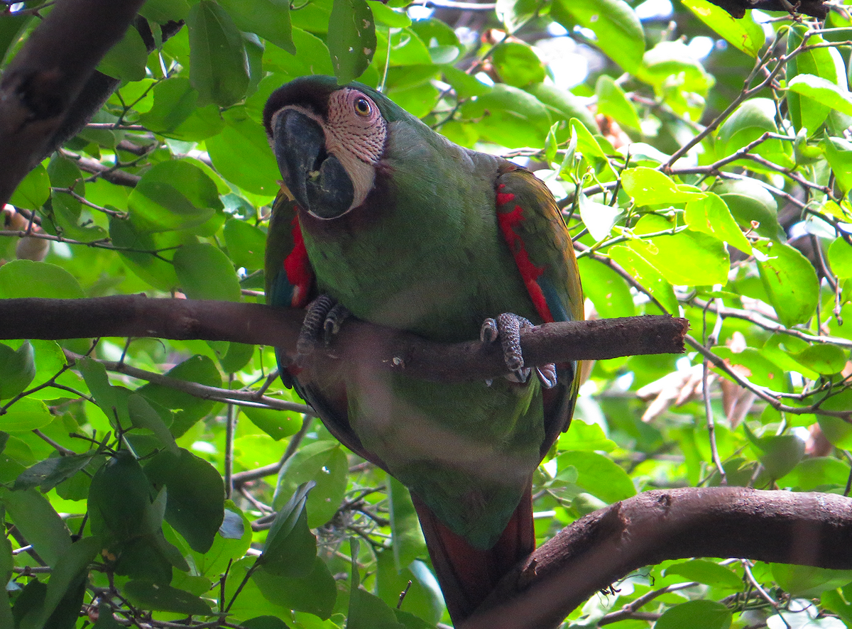 Chestnut-fronted Macaw - ML645959799