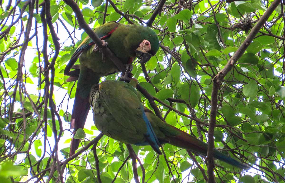 Chestnut-fronted Macaw - ML645959800