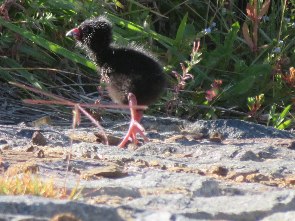 Australasian Swamphen - ML645959805