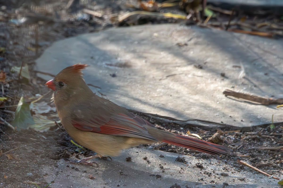 Northern Cardinal - ML645959816