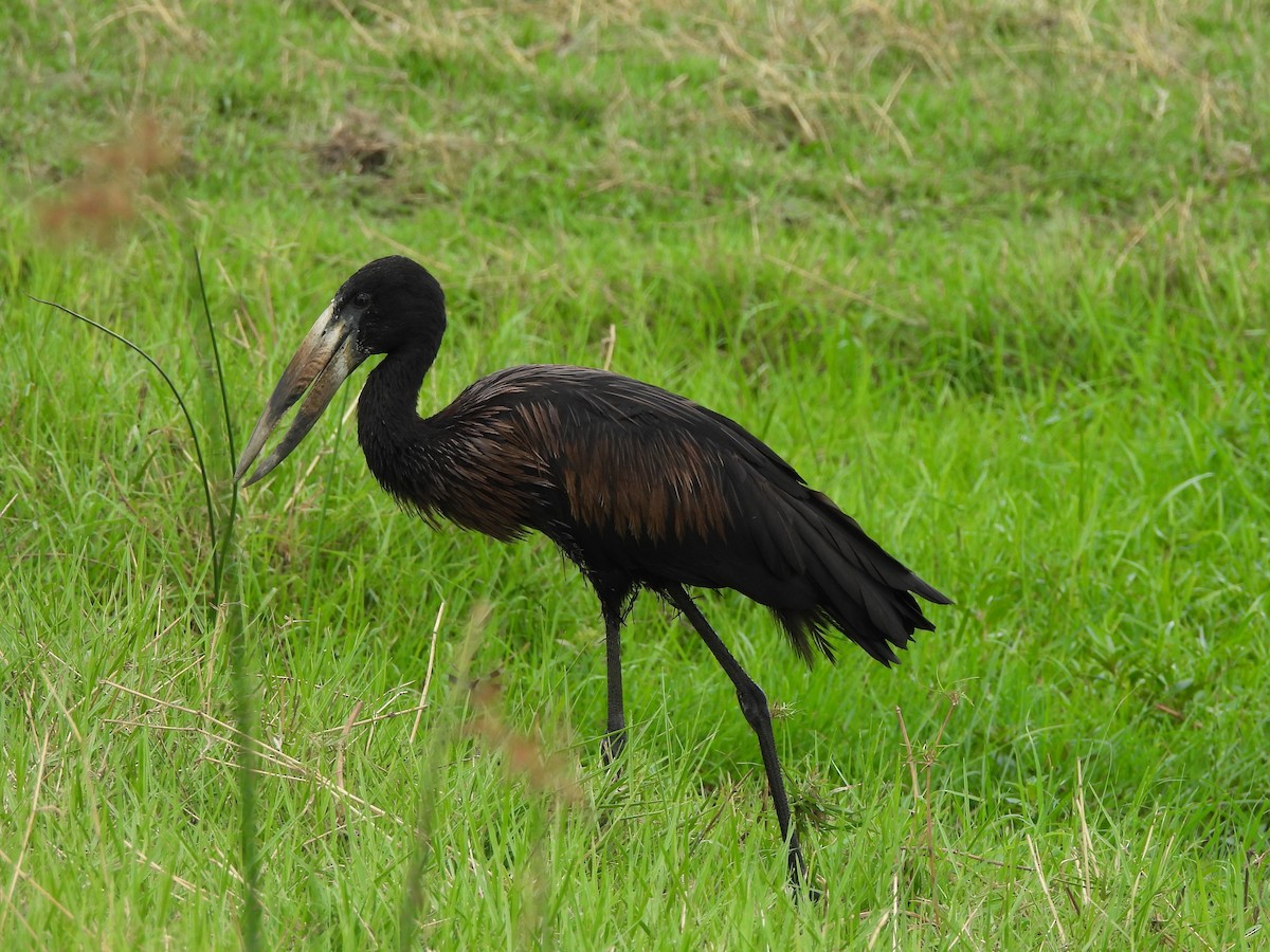 African Openbill - ML645959817