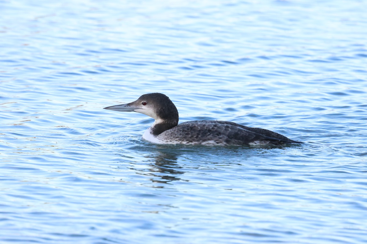 Common Loon - ML645959819