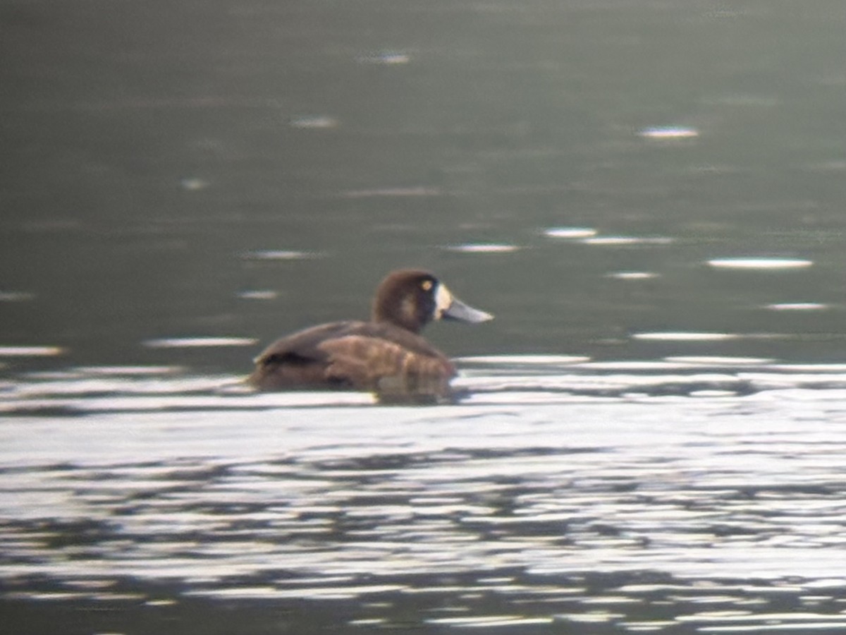 Greater Scaup - ML645959825