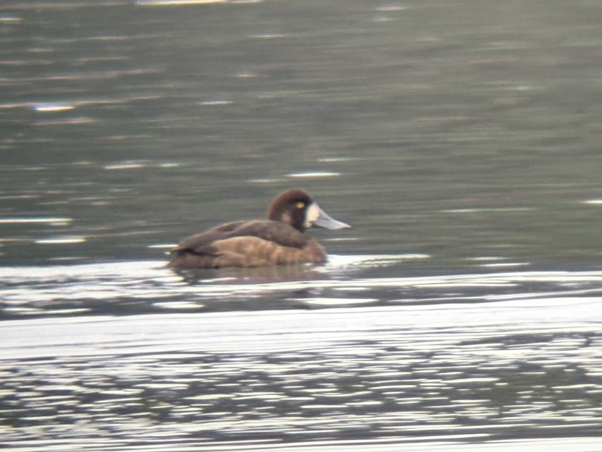 Greater Scaup - ML645959826