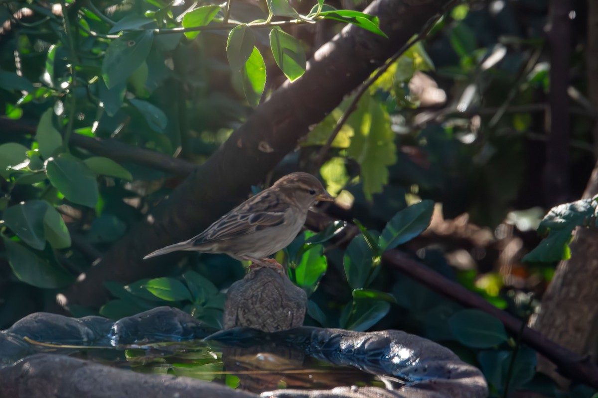 דרור הבית - ML645959846