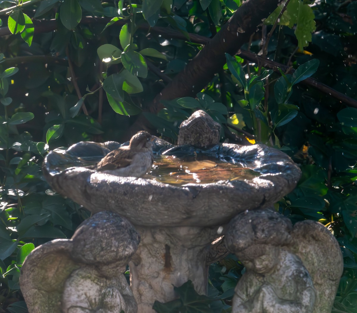 דרור הבית - ML645959848