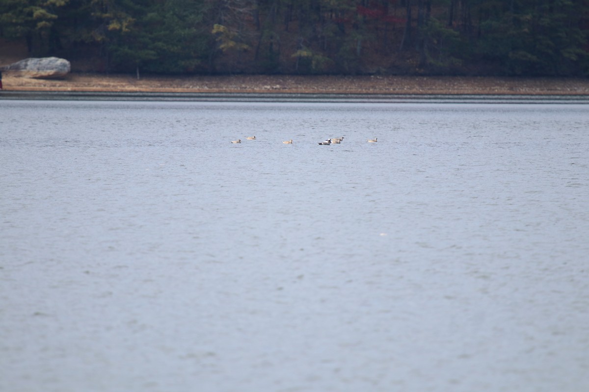 Büffelkopfente - ML645959852