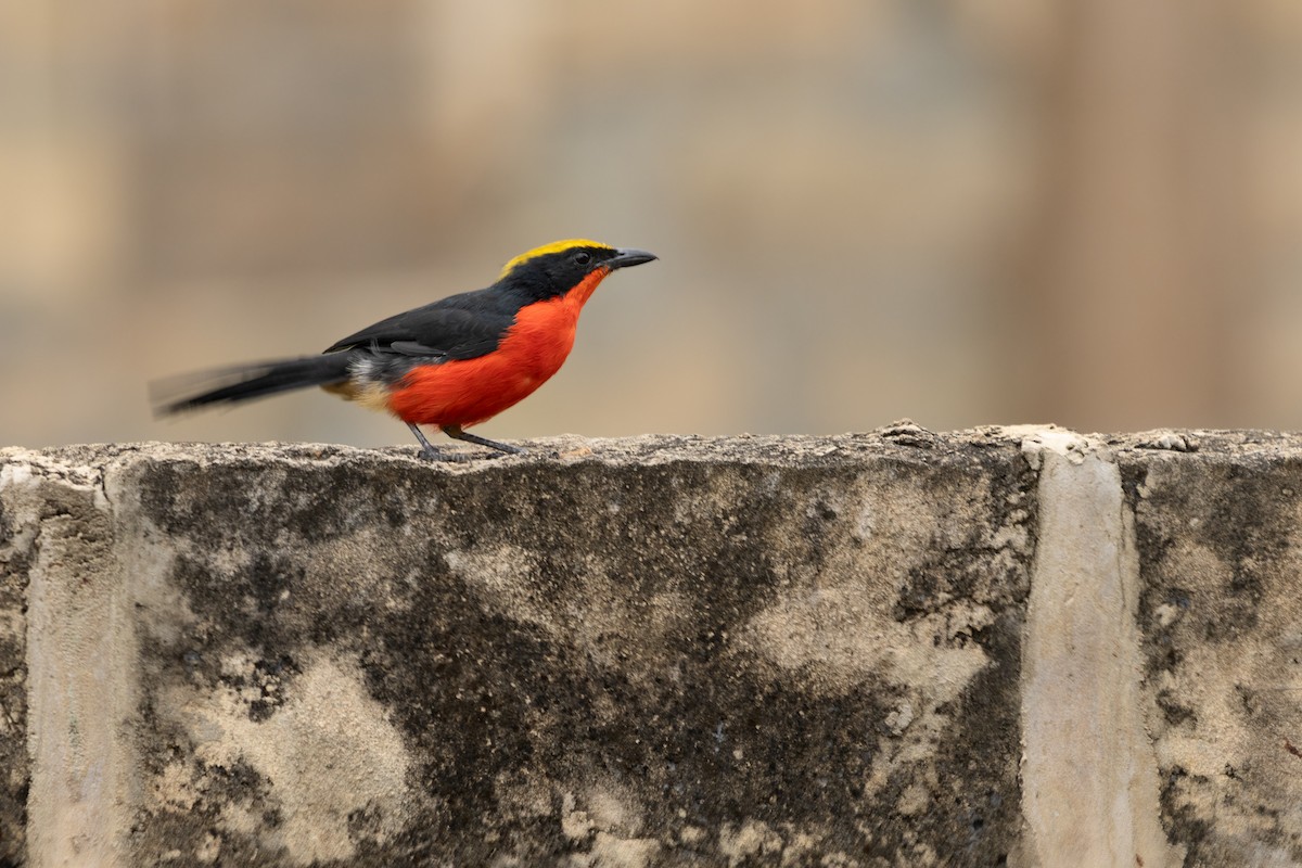 Гонолек червоний - ML645959861