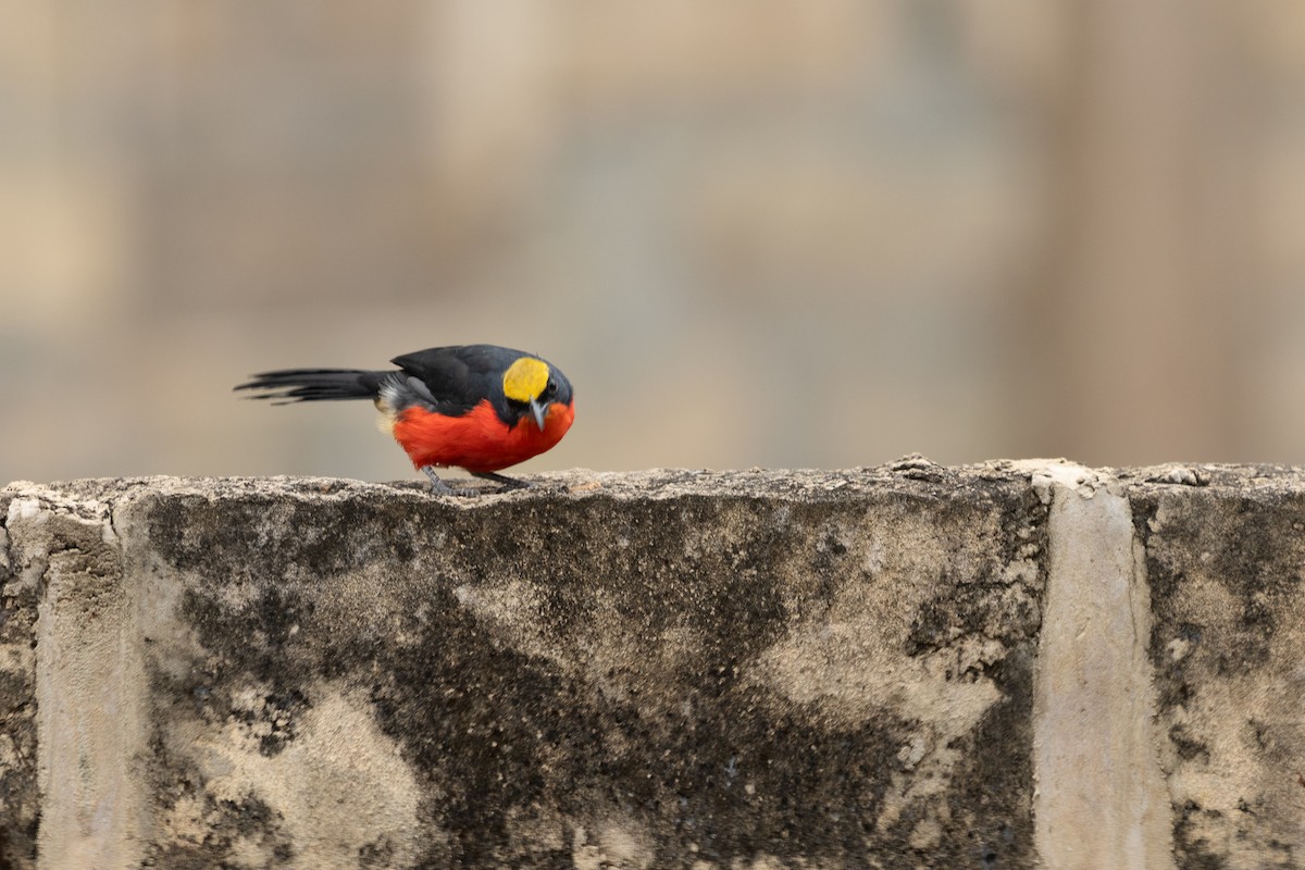 Гонолек червоний - ML645959862