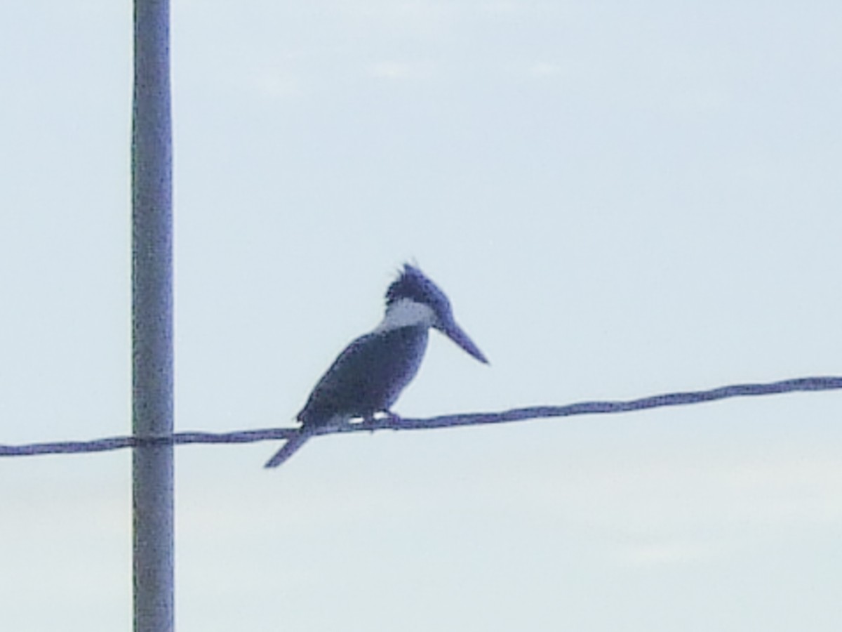 Amazon Kingfisher - ML645959865