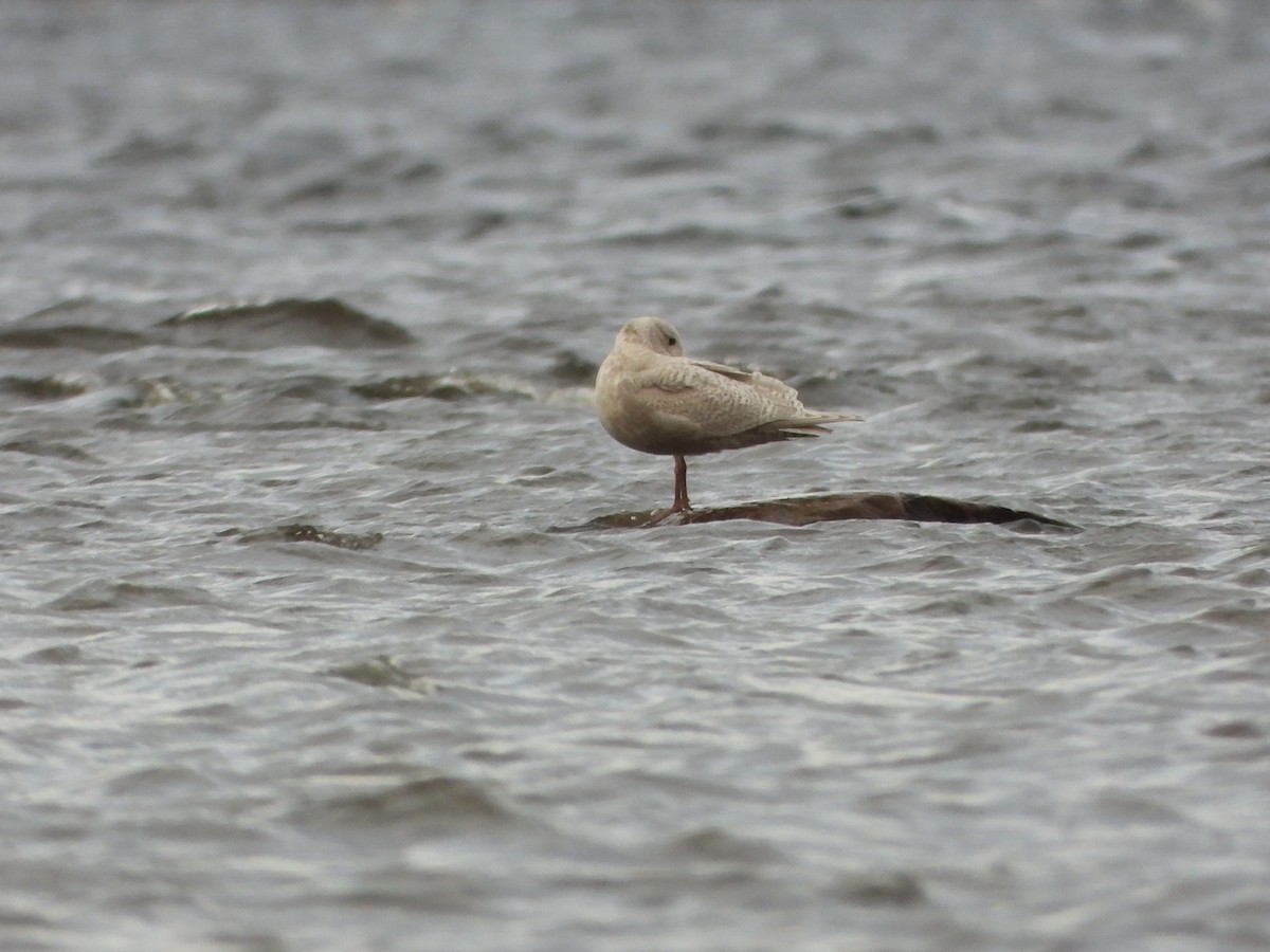 Iceland Gull - ML645959869