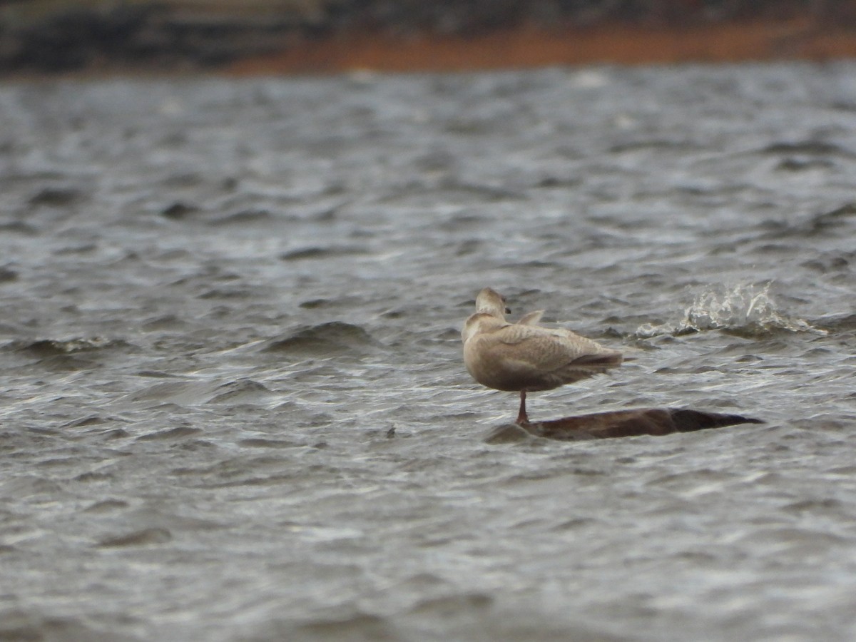 Iceland Gull - ML645959870