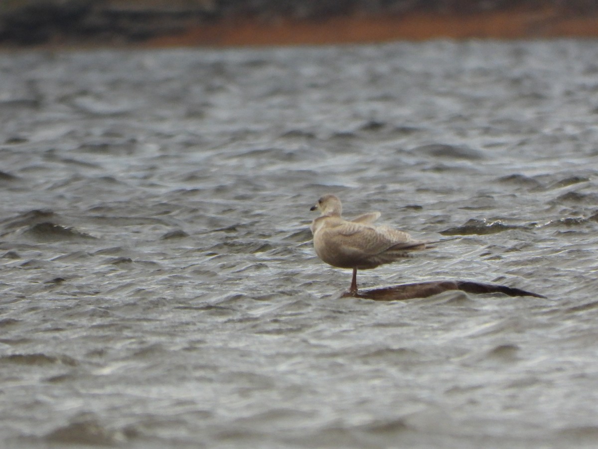 Iceland Gull - ML645959871