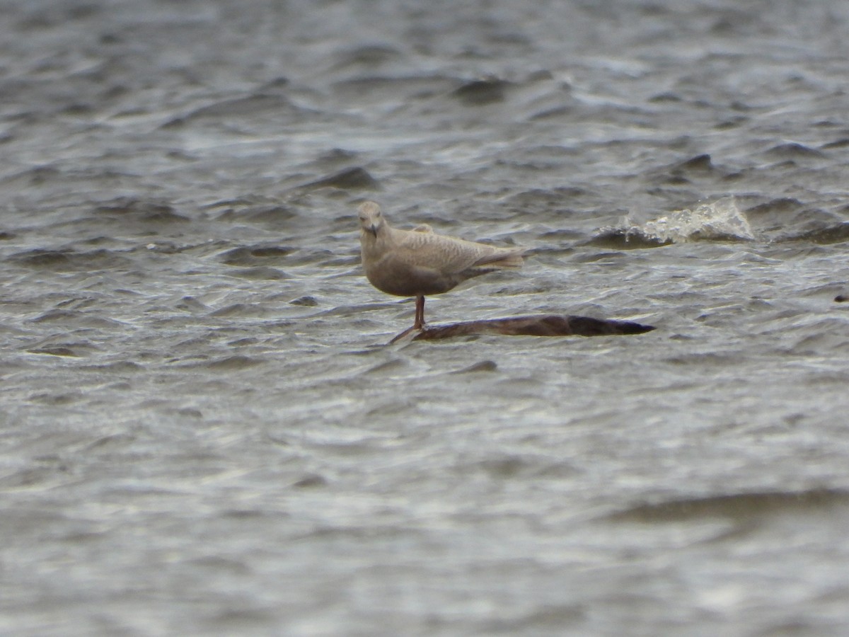 Iceland Gull - ML645959872