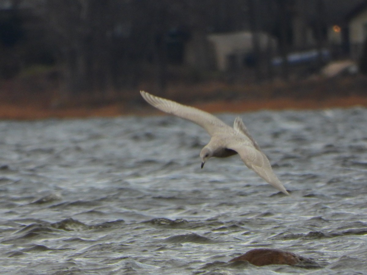 Iceland Gull - ML645959873