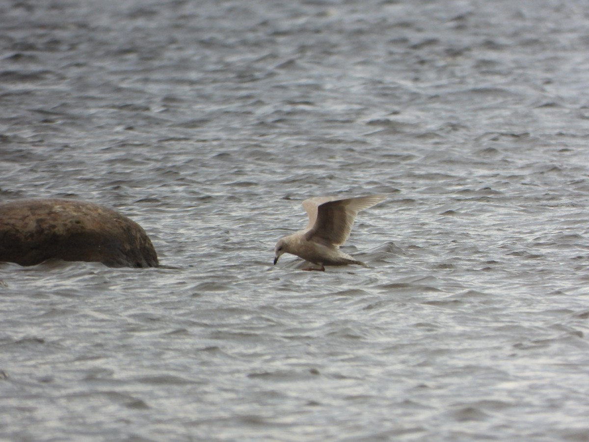 Iceland Gull - ML645959874