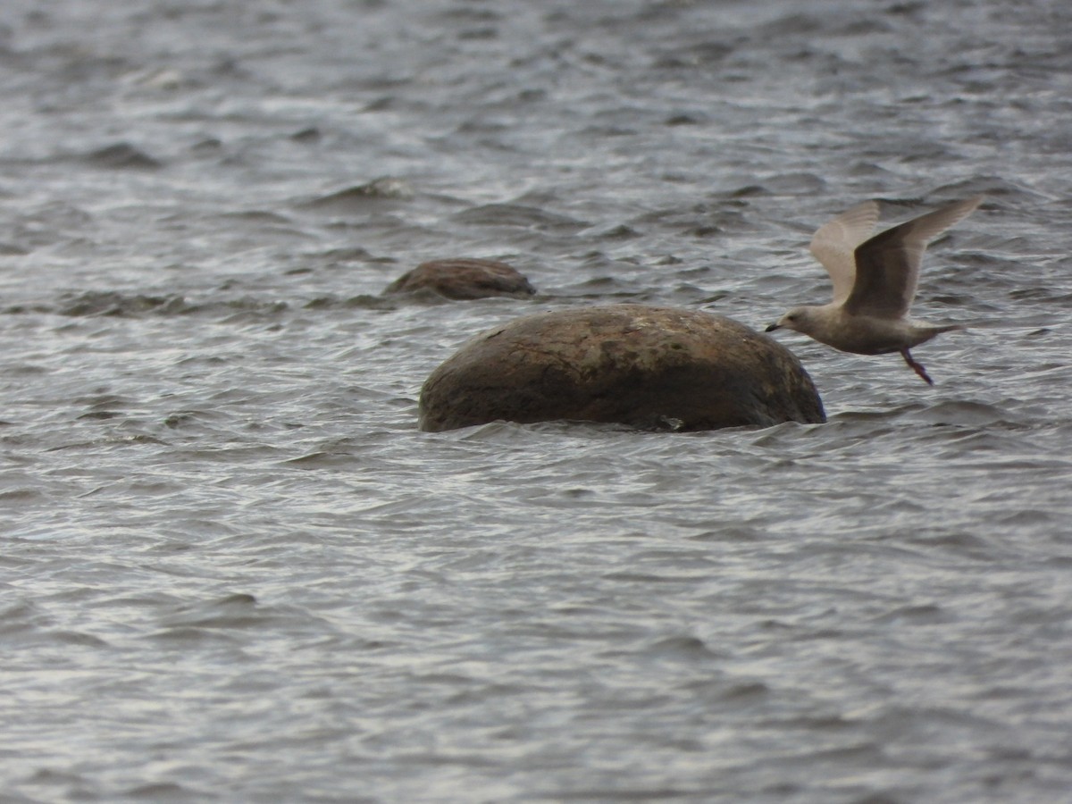 Iceland Gull - ML645959875