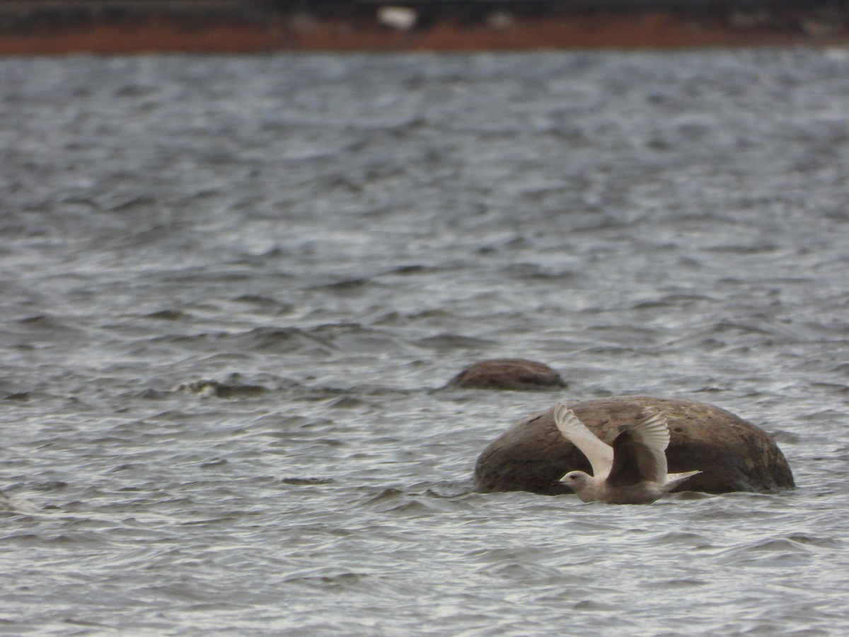 Iceland Gull - ML645959876