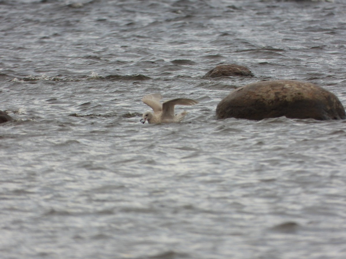 Iceland Gull - ML645959877