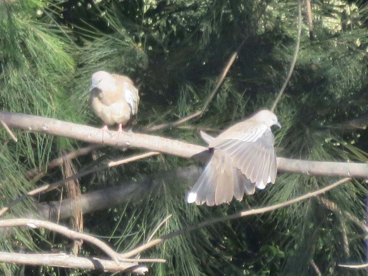 Spotted Dove - ML645959881