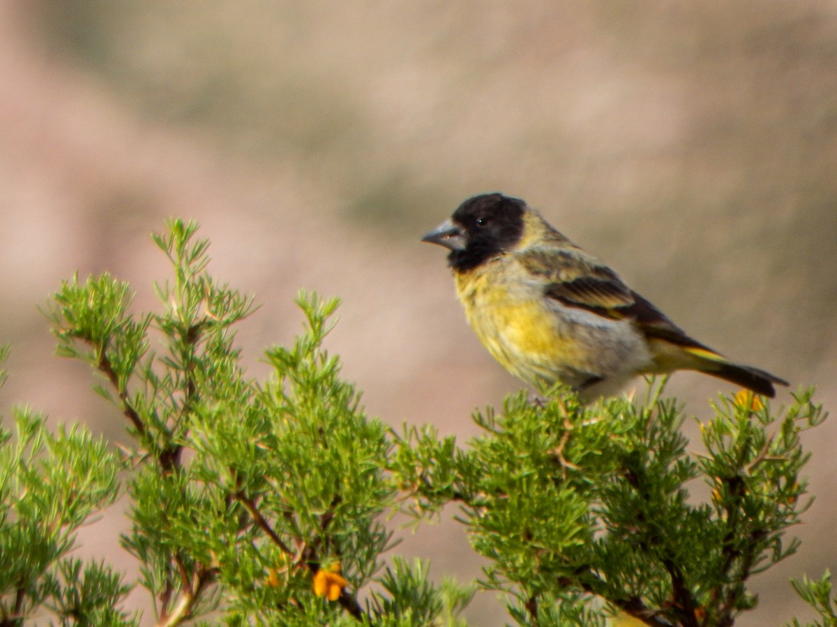 ハシブトヒワ - ML645959885