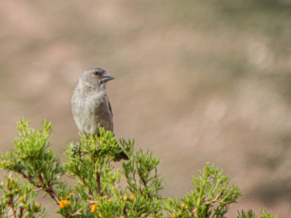 ハシブトヒワ - ML645959886