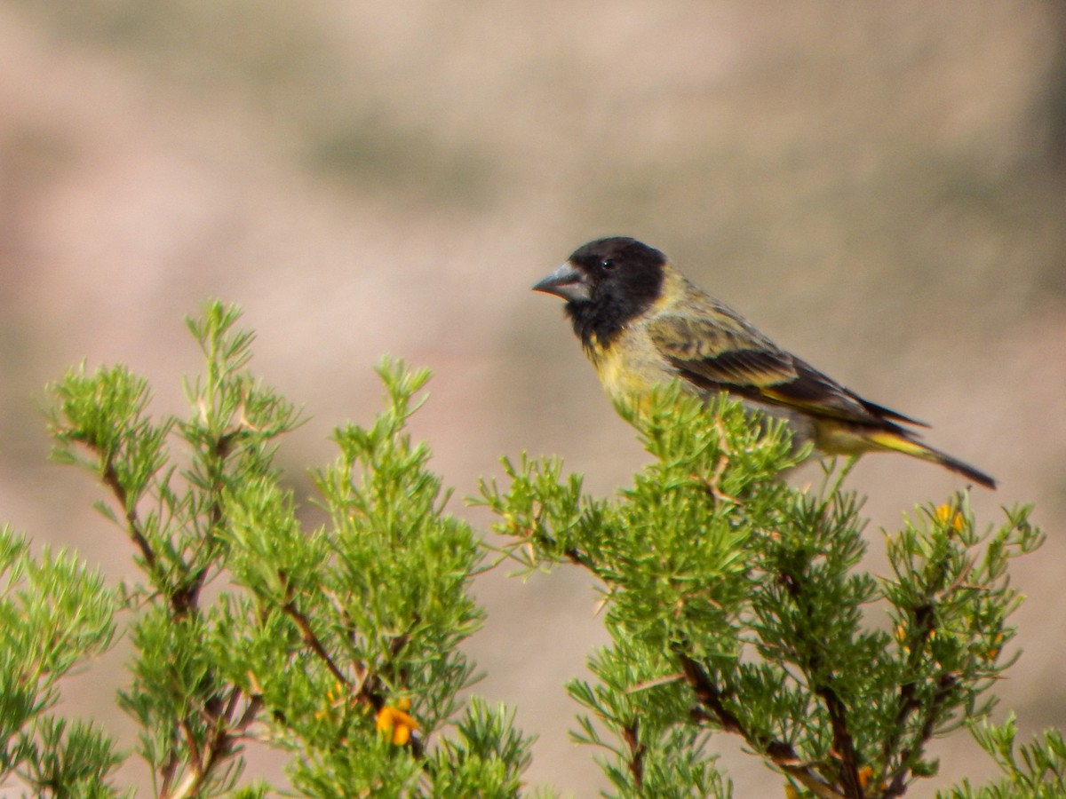 ハシブトヒワ - ML645959887