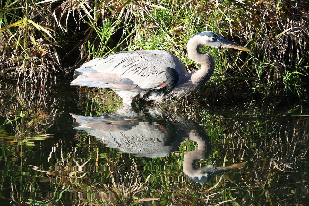 Great Blue Heron (Great Blue) - ML645959891
