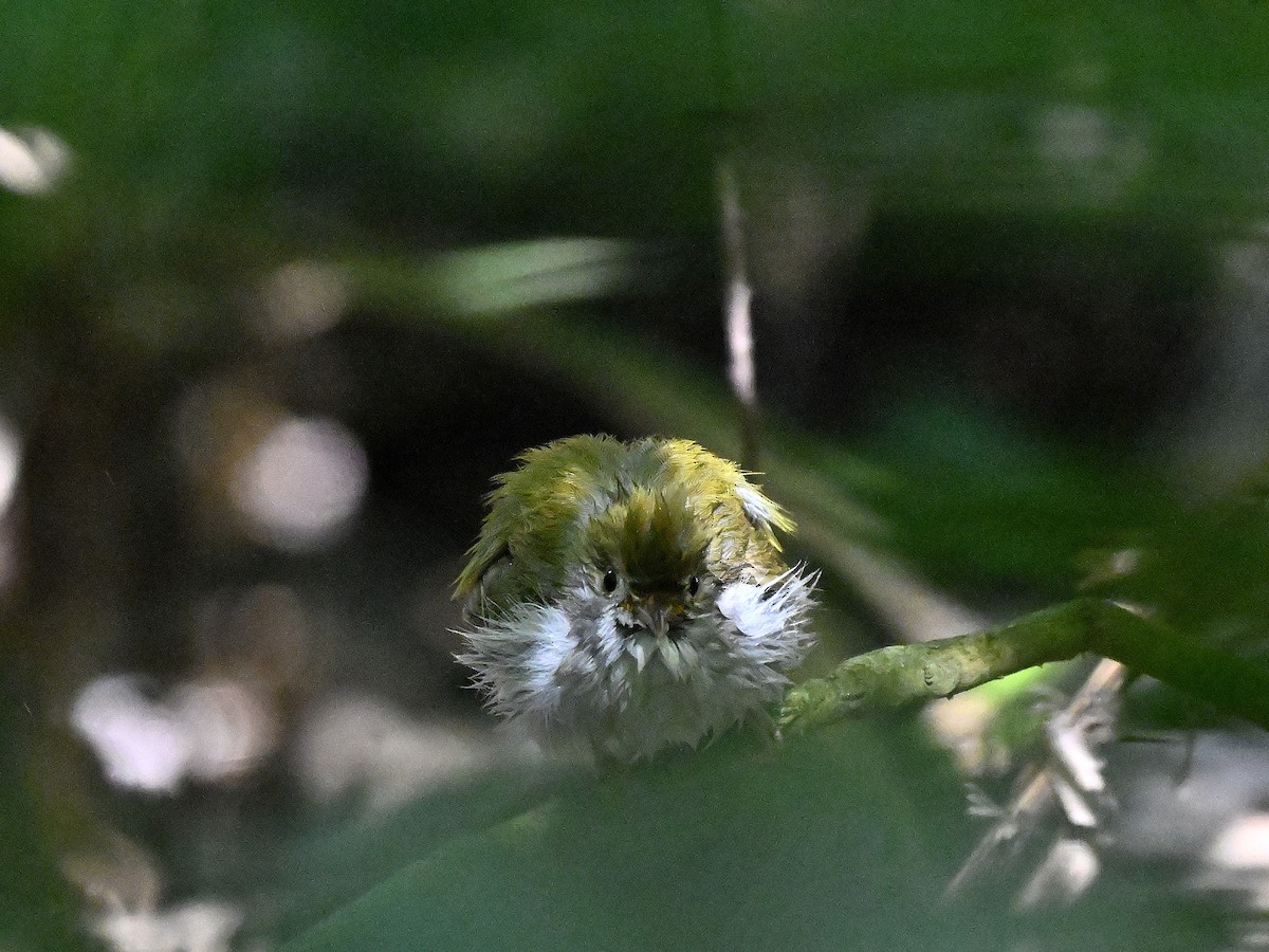 Haubenvireo - ML645959901