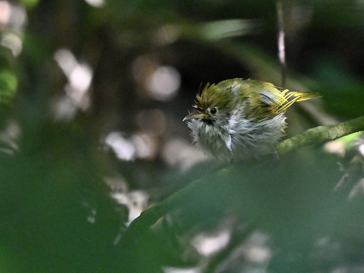 Haubenvireo - ML645959902