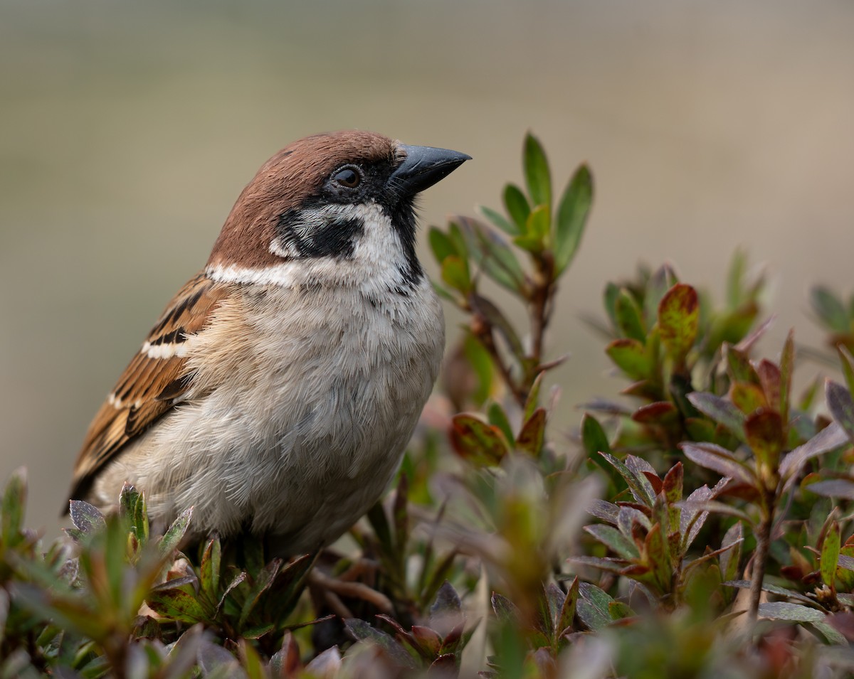 Eurasian Tree Sparrow - ML645959905
