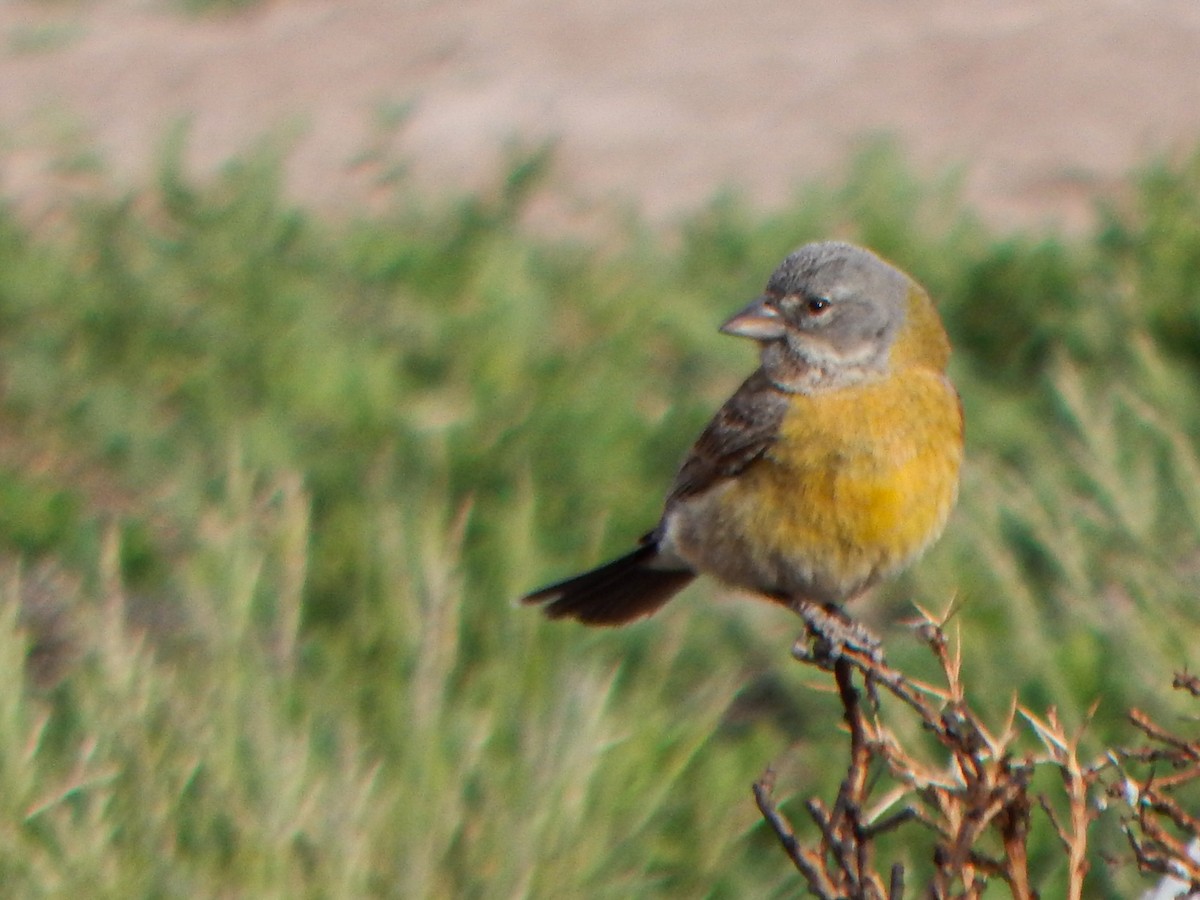 Gray-hooded Sierra Finch - ML645959910