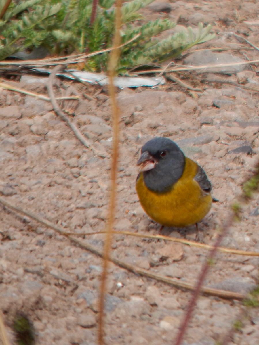 Gray-hooded Sierra Finch - ML645959911