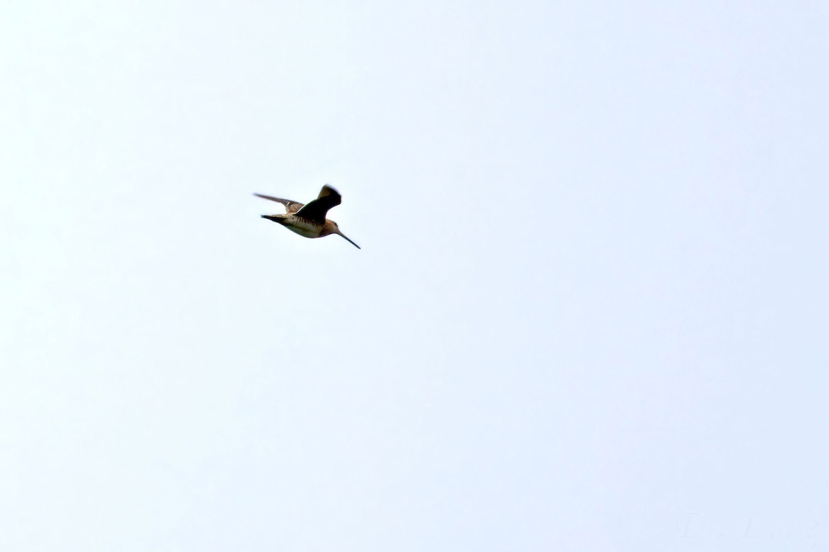 Agachadiza Común - ML645959913