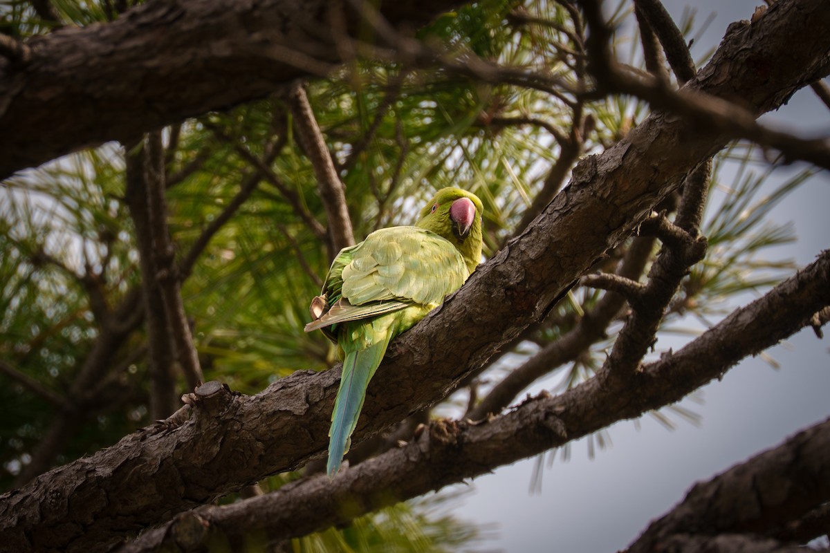 Rose-ringed Parakeet - ML645959916