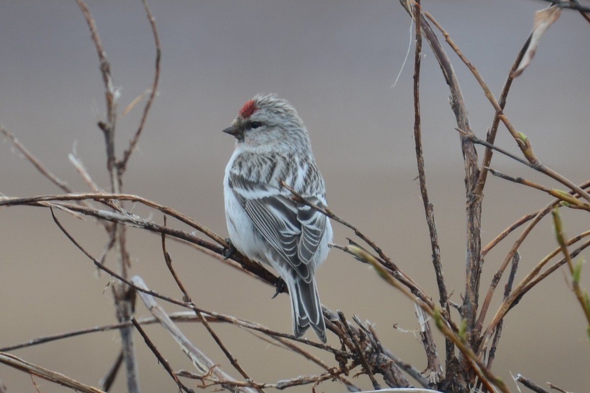 Redpoll (Hoary) - ML645959917