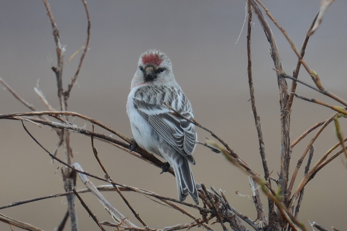 Redpoll (Hoary) - ML645959918