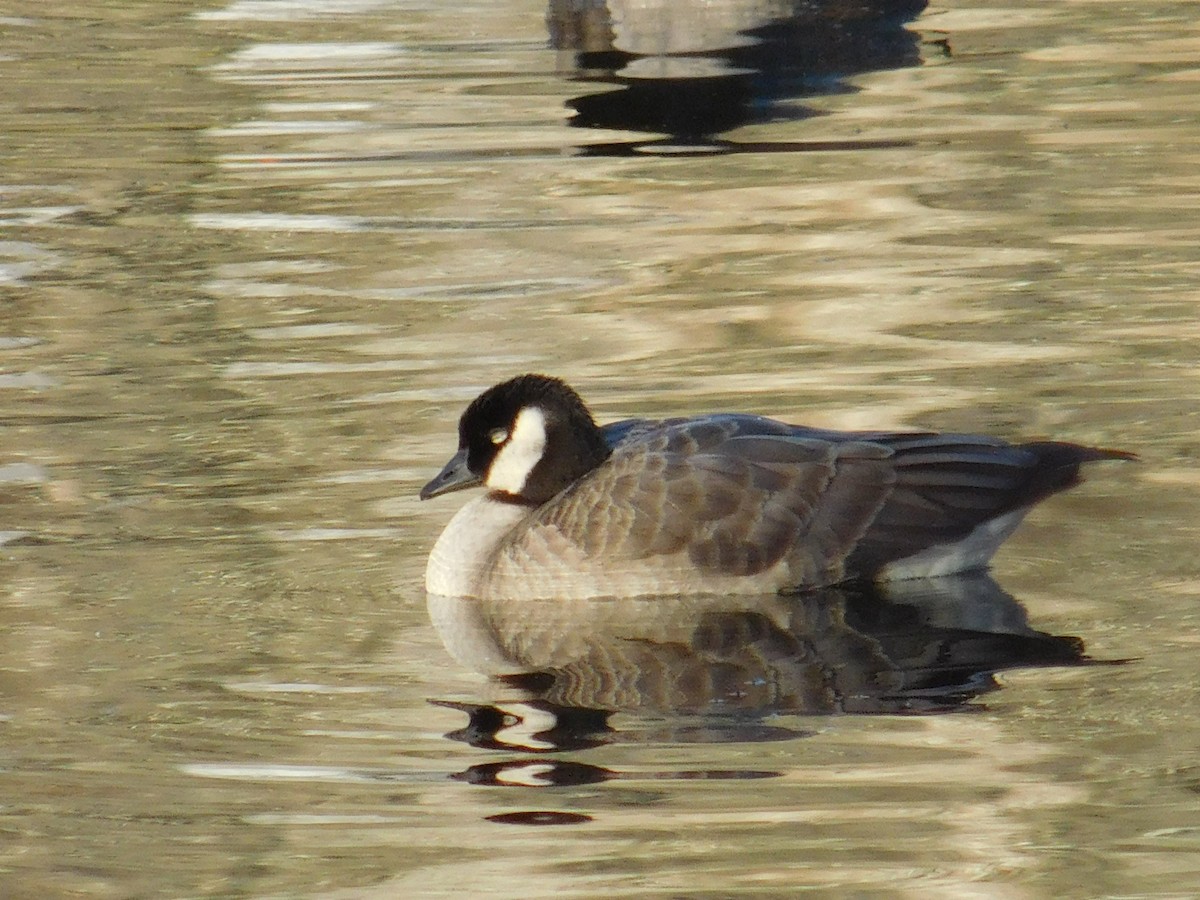 Cackling Goose - ML645959926