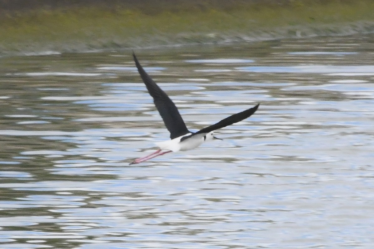 Pied Stilt - ML645959933
